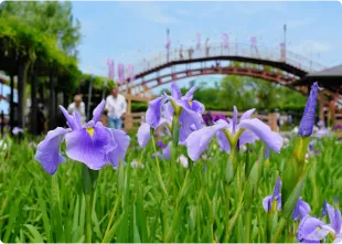 写真：水郷潮来あやめ園